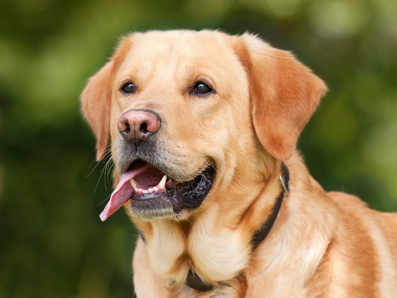 Hond vrolijk spelend op comfortabel vloerkleed.