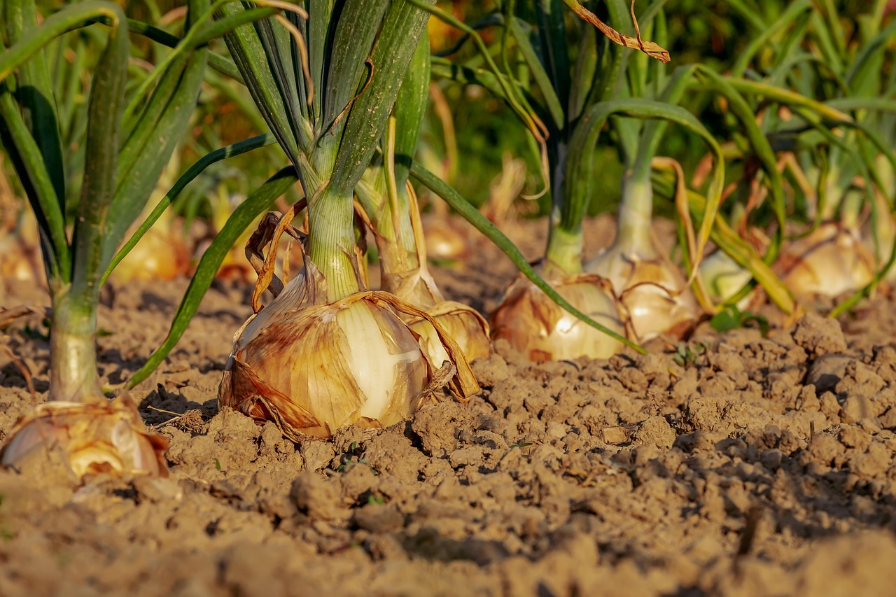 Tuinbed met jonge plantjes voor de lente. Tuinbed met jonge plantjes voor de lente.