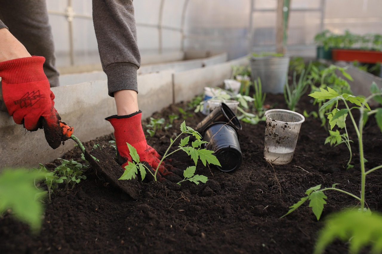 Organische compost verbeteren moestuin bodemkwaliteit. Organische compost verbeteren moestuin bodemkwaliteit.