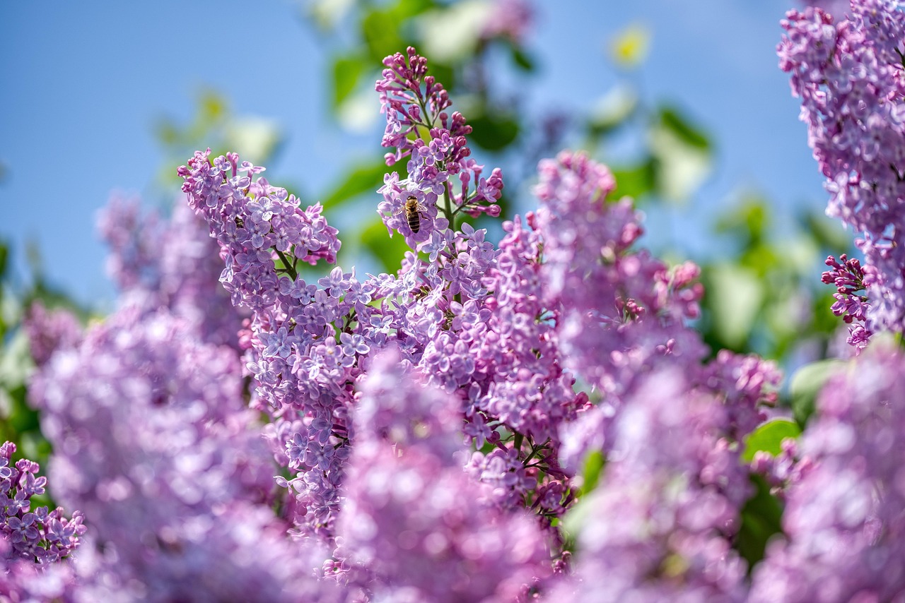 Diverse bloemen trekken bijen en vlinders aan.