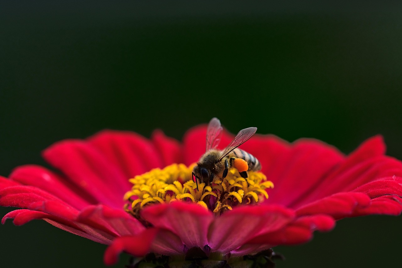 Een vlinder rust op een zonnige bloem.