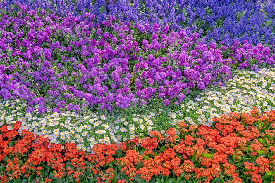 Tuin vol kleurrijke bloemen voor vogels. Tuin vol kleurrijke bloemen voor vogels.