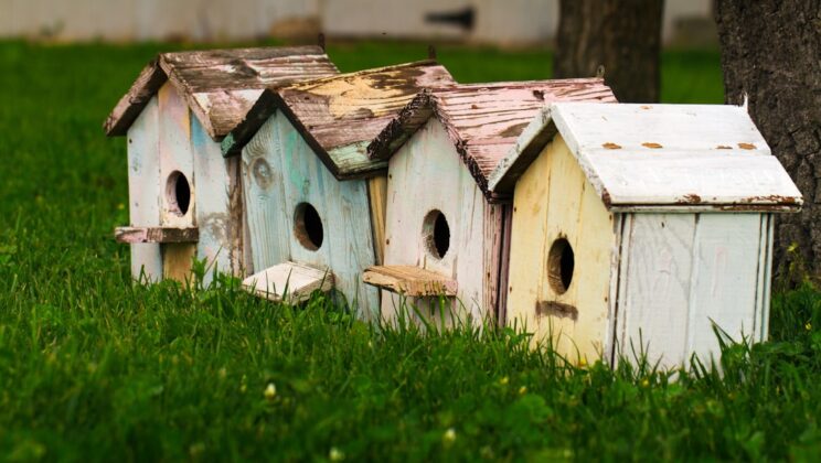 Transformeer je tuin in een vogelparadijs voor de zomer