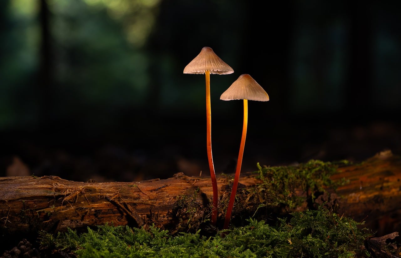 Bioluminescente planten verlichten een zomertuinpad. Bioluminescente planten verlichten een zomertuinpad.