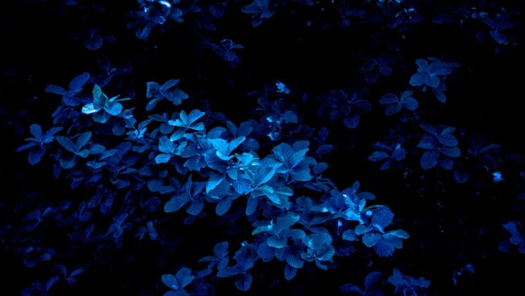 Bioluminescente planten voor een betoverende zomertuin