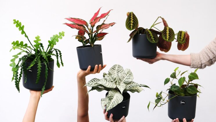 Slimme plantenpotten voor een stressvrij stadsappartement