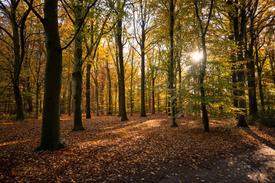 Boslandschap fotobehang met herfstkleuren in de woonkamer. Boslandschap fotobehang met herfstkleuren in de woonkamer.