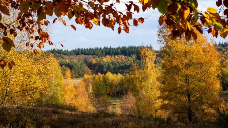 Gezellige eethoek: herfstkleuren die gasten verwelkomen