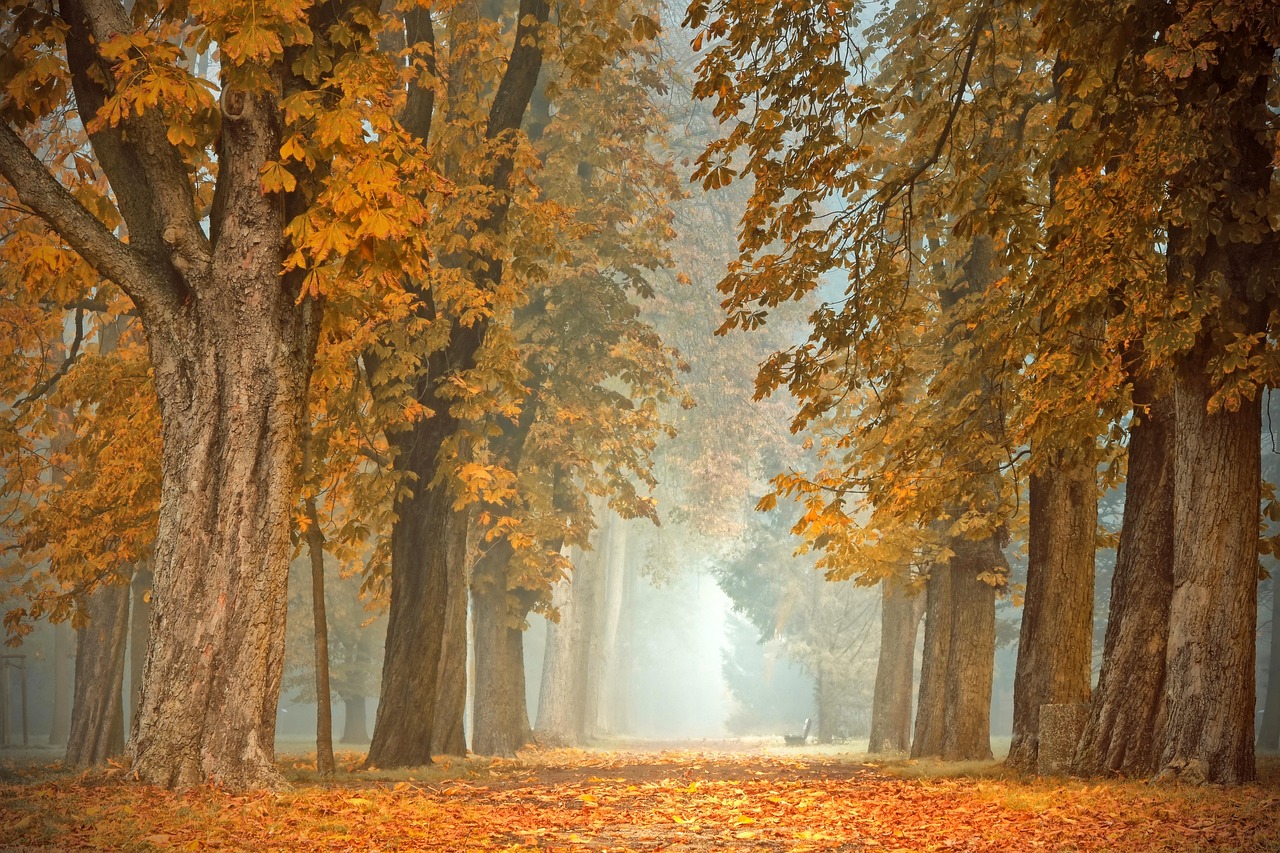 Warm licht door fluwelen gordijnen in herfst. Warm licht door fluwelen gordijnen in herfst.